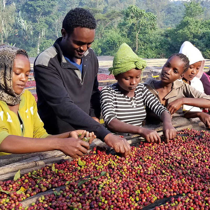 Aricha - Ethiopia