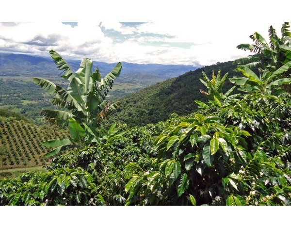 El Mirador, Strawberry Special (Colombia) - Plantation