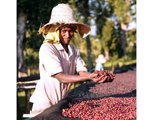 Duwancho, Microlot 221 (Ethiopia) The Story