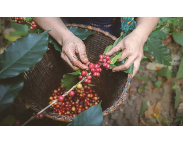 Fazenda Santa Margarida (Brazil) Variety