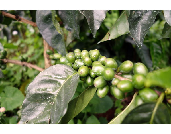 La Claudina (Colombia)