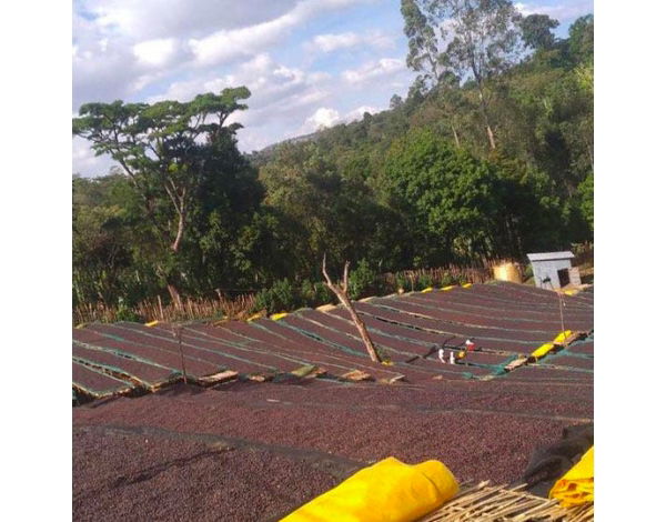 Kokeb Siwani (Ethiopia) Fermentation